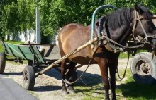 Uciekali furmanką przed Policją. Woźnica był pijany, koń trzeźwy.