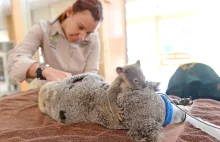 Mała koala przytula swoją mamę podczas operacji ratującej jej życie.