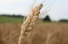 Ceny skupu zbóż podstawowych uległy obniżeniu.
