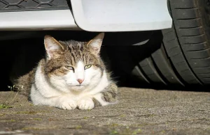 Potrącony kot leżał na drodze, nikt nie chciał pomóc
