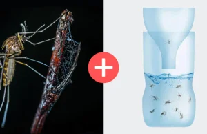 Co na komary, czyli praktyczne i skuteczne sposoby