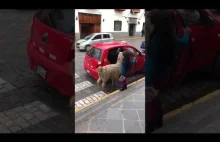 Z cyklu różnice kulturowe: Lama grzecznie wsiada do taksówki w Peru
