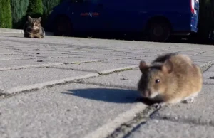 Kot i mysz oko w oko. Zobaczcie niezwykłe spotkanie WIDEO