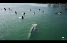 Wieloryb wpływa bezpośrednio pod zatłoczonym miejscem surferów w Kalifornii