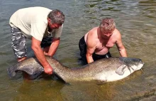 Gigantyczna ryba w Zalewie Sulejowskim. Wędkarz złowił suma, który ważył 72 kg