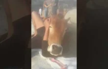 Gdy zaprosisz krowę na piknik