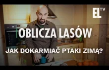 Jak dokarmiać ptaki zimą?