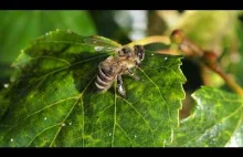 Lipa, spadź i pszczoły w w poślizgu