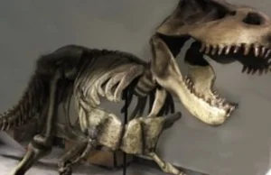 Szkielet Tyranozaur REX na OLX