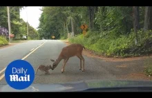 Dalej Bambi, dasz radę