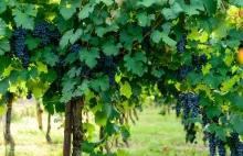 Uprawa i cięcie winogron - porady praktyczne