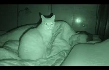 Co robią z tobą koty gdy śpisz?