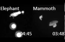 Naukowcy przeszczepili jądra z komórek mamutów do komórek rozrodczych myszy!