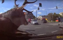 12-godzinna obława na jelenia siejącego zamęt w centrum Bielska (video)