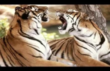 Amazing Animals fight. The Best Animal Fights! Compilation 2013