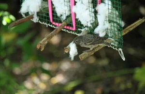 Zięby budują gniazda z insektycydem dostarczonym przez człowieka