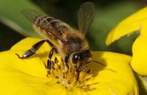 ONZ potwierdza wymieranie pszczół na wielką skalę