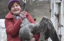 Znalezione jajo podrzuciła kurze. Wykluł się z niego żuraw.