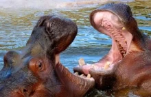 18 ciekawostki o hipopotamach - paczka wiedzy