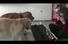 Psy grają na klawiszach