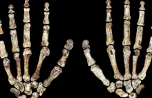 Primitive human 'lived much more recently' - News