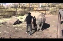 Panie i panowie, tak właśnie należy ujeżdżać nosorożca