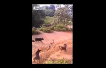 Grupa psów atakuje dużą kobrę.