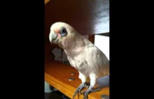 Zły dzień papugi