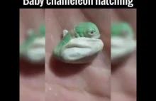 Mały kameleon wykluwa się na ręce opiekuna.