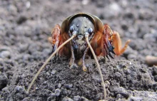 Turkuć podjadek – kreci owad