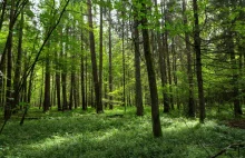 Dyrektor Lasów Państwowych: Nie zrobimy tego, co każe UE