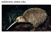 F dla Kiwi