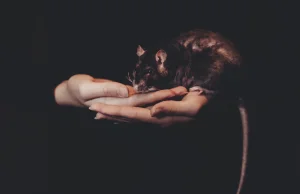 Czy szczury znikną, gdy znikną ludzie?