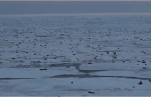 Tajemnicze wydarzenie w Arktyce - tysiące fok otoczyło platformę wiertniczą
