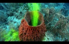 Świetne doświadczenie z rafą koralową