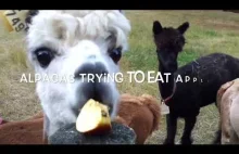 Alpaki próbują jeść jabłka