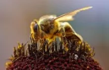 Jak pszczoły higieną walczą z zagładą
