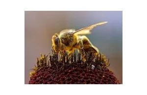 Jak pszczoły higieną walczą z zagładą
