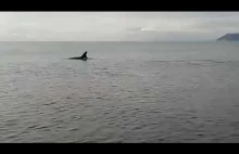 Снято на видео нападение косаток на людей Captured killer whale attack on...