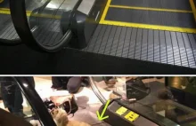 Na ruchomych schodach lotniska wciągnęło psu tylną łapkę. Wszystko przez...