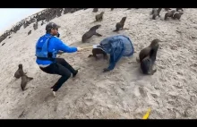Kajakarze uwalniają foki z sieci rybackich