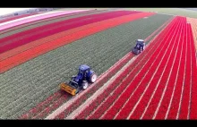 Topping Tulips / Tulpen koppen | 2x New Holland T6.160 Blue Power |...