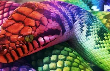 Aborygeński Tęczowy Wąż