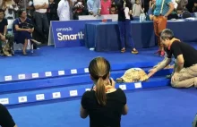 Wyścig żółwia z zającem, kto wygra? [GIF]