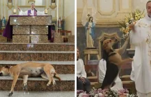 Miły ksiądz przyprowadza zbłąkane psy na mszę, aby mogły znaleźć nowe rodziny