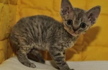 Kot Devon rex