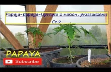 #253. Cz.2 - Papaja, papaya z nasion uprawa w doniczce, kastrze, po...