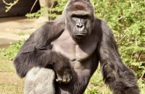 ￼ Ważący 181 kg goryl pochwycił 4-letniego chłopca. Pracownicy ZOO zastrzelili