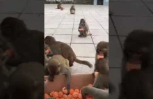 Małpy na filmie pokazują nam czym NIE jest chciwość ❗️