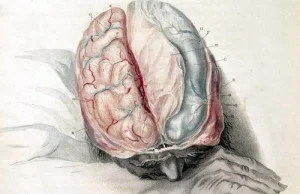 W mózgach dorosłych ludzi wciąż zachodzi neurogeneza.